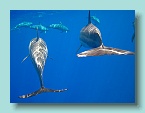 Dolphins_15